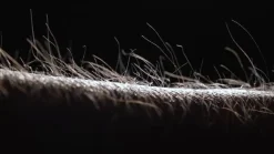 LED-hængelampe PURE Moto-Rise, eg/sort perle, aluminium, CCT