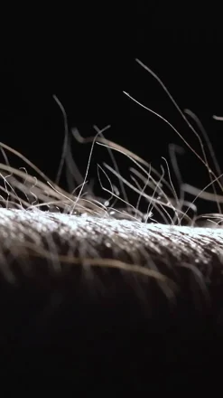 LED-hængelampe PURE Moto-Rise, eg/sort perle, aluminium, CCT